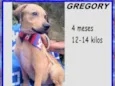 Gregory