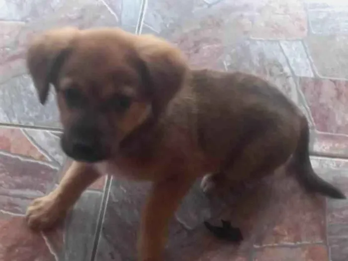 Cachorro ra a SRD-ViraLata idade 2 a 6 meses nome Sem nome