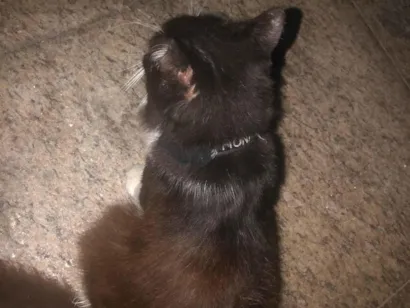 Gato raça Exótico idade 2 a 6 meses nome Fiona Cpba