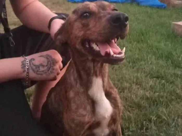 Cachorro ra a SRD-ViraLata idade 2 anos nome PANDORA 