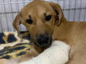 Cachorro raça SRD-ViraLata idade 2 a 6 meses nome Thor