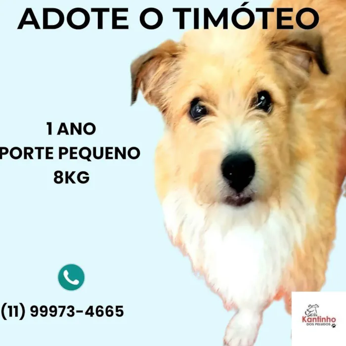 Cachorro ra a SRD-ViraLata idade 1 ano nome Timóteo 