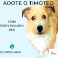 Timóteo