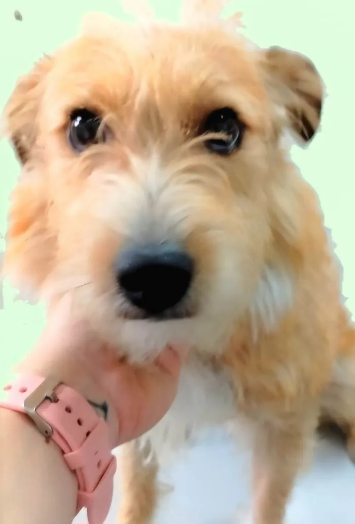 Cachorro ra a SRD-ViraLata idade 1 ano nome Timóteo 
