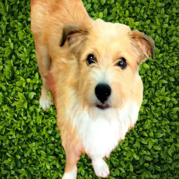 Cachorro ra a SRD-ViraLata idade 1 ano nome Timóteo 