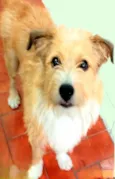 Timóteo