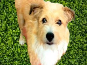 Cachorro raça SRD-ViraLata idade 1 ano nome Timóteo 