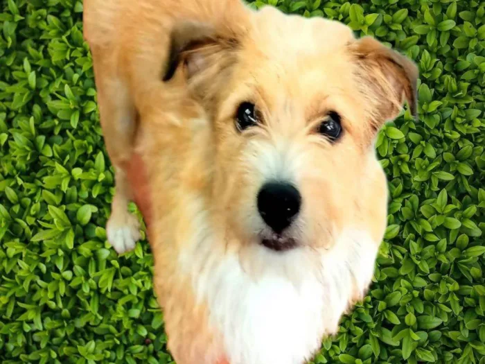Cachorro ra a SRD-ViraLata idade 1 ano nome Timóteo 