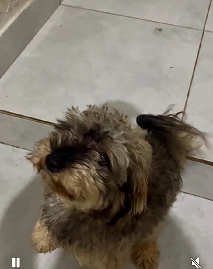 Cachorro ra a SRD-ViraLata idade 2 anos nome Marshall