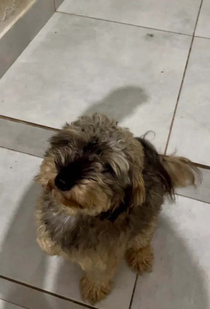 Cachorro ra a SRD-ViraLata idade 2 anos nome Marshall