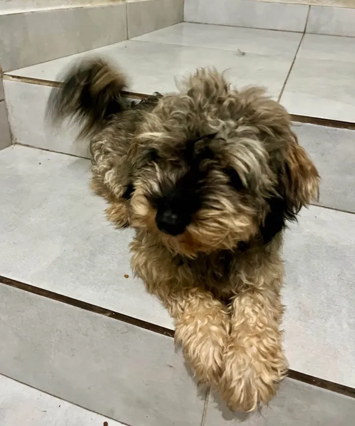 Cachorro ra a SRD-ViraLata idade 2 anos nome Marshall