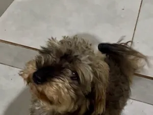 Cachorro raça SRD-ViraLata idade 2 anos nome Marshall