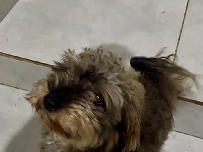 Cachorro ra a SRD-ViraLata idade 2 anos nome Marshall
