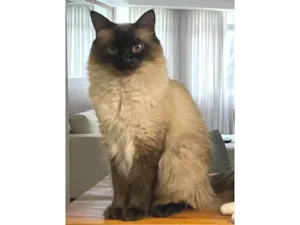 Gato raça Siamês idade 4 anos nome Carlota