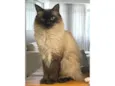 Carlota