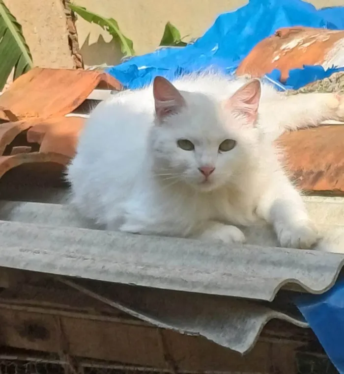 Gato ra a Persa idade 1 ano nome Mix persa adocao