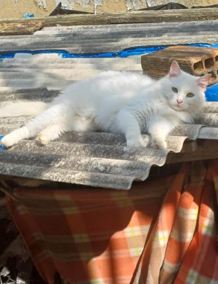 Gato ra a Persa idade 1 ano nome Mix persa adocao