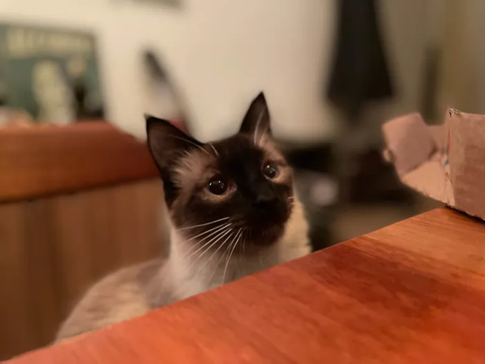 Gato ra a Siamês idade 4 anos nome Carlota