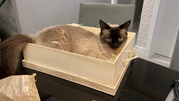 Gato ra a Siamês idade 4 anos nome Carlota