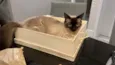 Carlota
