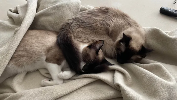 Gato ra a Siamês idade 4 anos nome Carlota