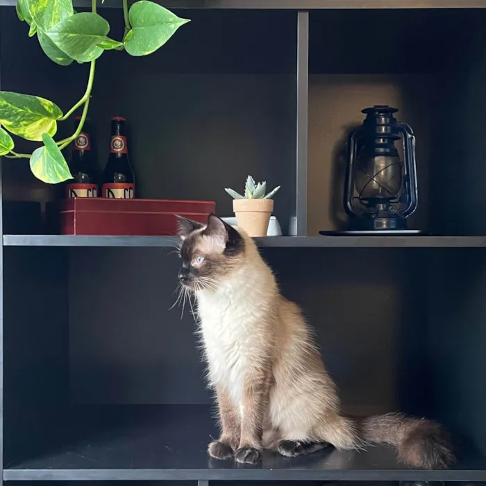 Gato ra a Siamês idade 4 anos nome Carlota