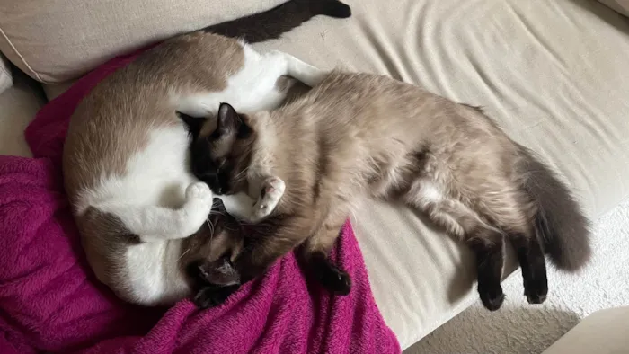 Gato ra a Siamês idade 4 anos nome Carlota