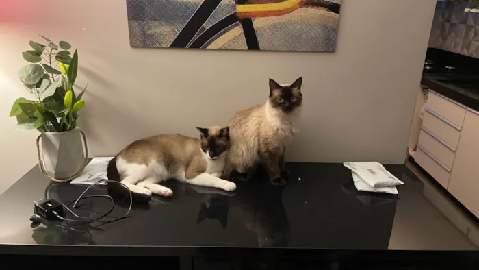 Gato ra a Siamês idade 4 anos nome Carlota