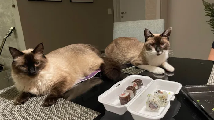 Gato ra a Siamês idade 4 anos nome Carlota