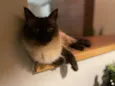 Carlota