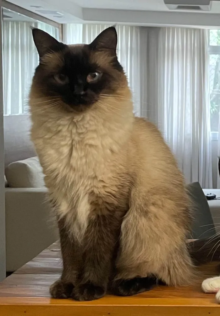 Gato ra a Siamês idade 4 anos nome Carlota