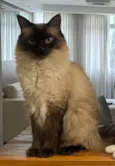 Carlota