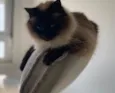 Carlota