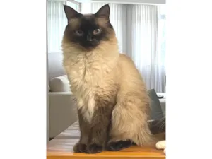 Gato raça Siamês idade 4 anos nome Carlota