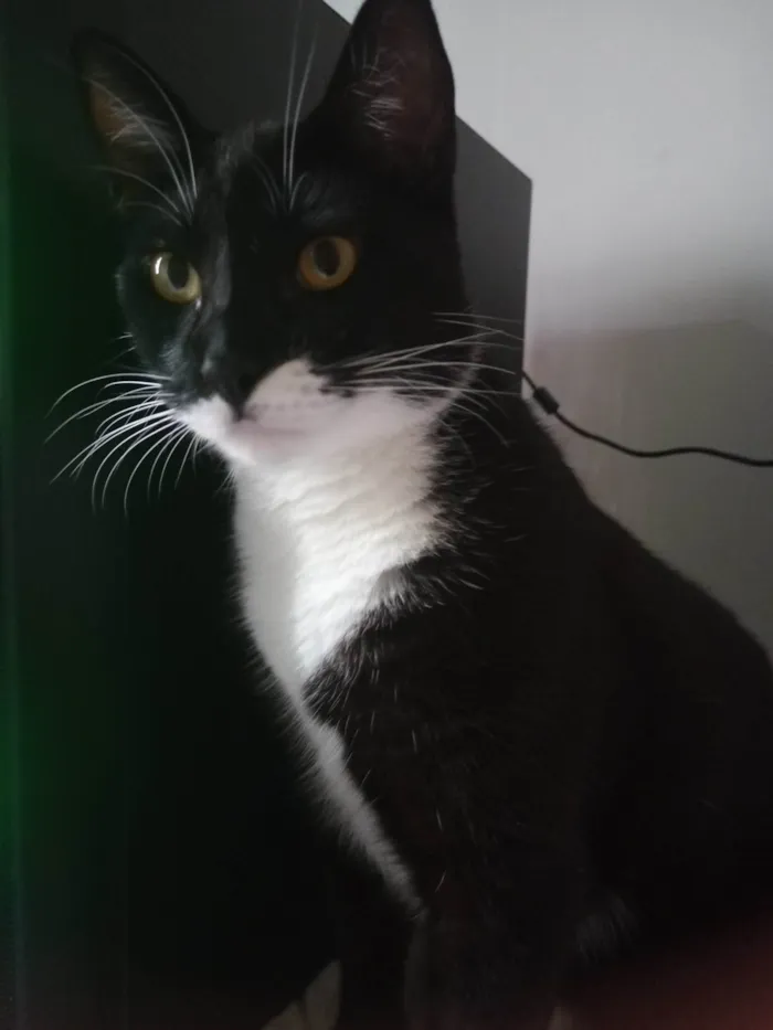 Gato ra a SRD-ViraLata idade 1 ano nome Floki