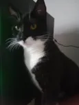 Floki
