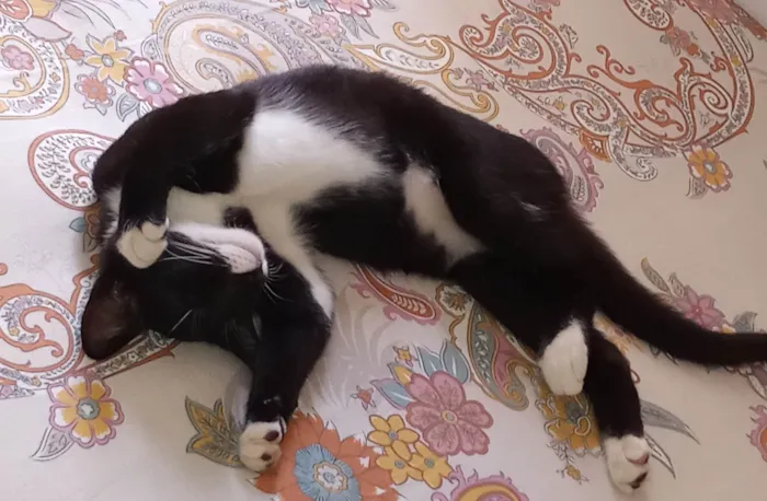 Gato ra a SRD-ViraLata idade 1 ano nome Floki