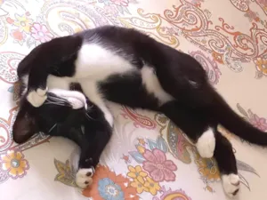 Gato raça SRD-ViraLata idade 1 ano nome Floki