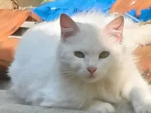 Gato raça Persa idade 1 ano nome Mix persa adocao