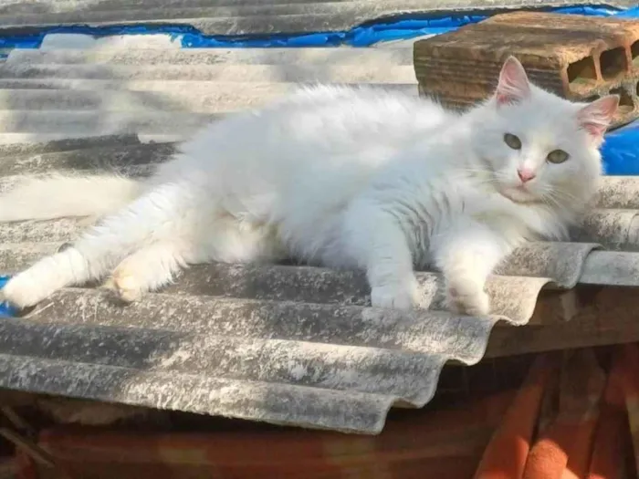 Gato ra a Persa idade 1 ano nome Mix persa adocao