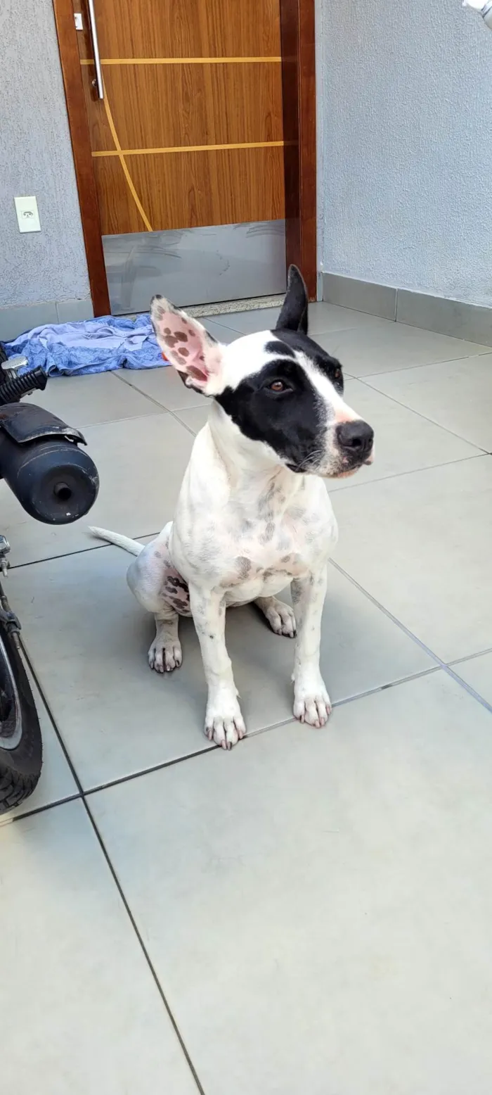 Cachorro ra a Pit-Bull idade 7 a 11 meses nome Sem nome