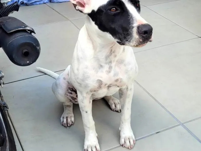 Cachorro ra a Pit-Bull idade 7 a 11 meses nome Sem nome