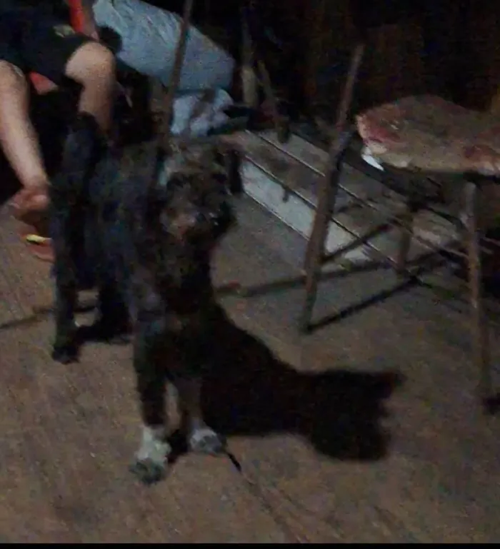 Cachorro ra a Shnauzer idade 2 anos nome Preta