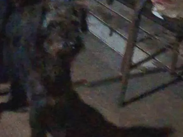 Cachorro ra a Shnauzer idade 2 anos nome Preta