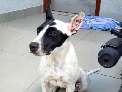 Cachorro raça Pit-Bull idade 7 a 11 meses nome Sem nome