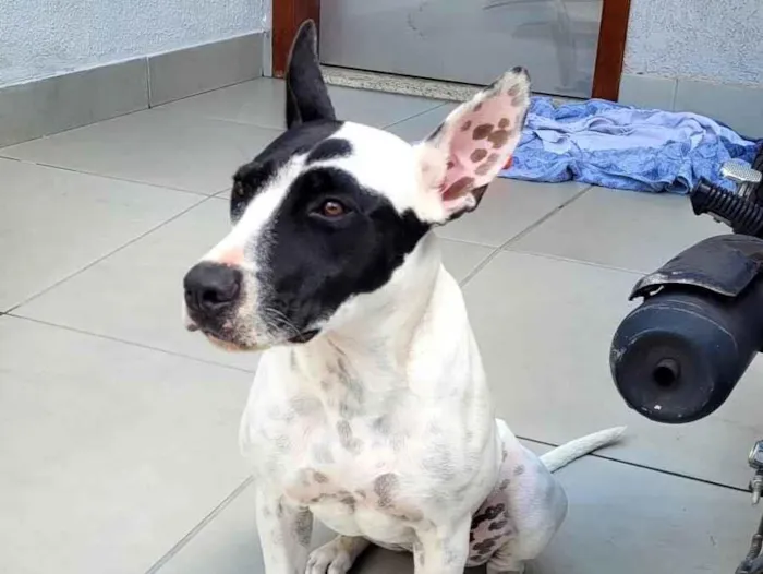 Cachorro ra a Pit-Bull idade 7 a 11 meses nome Sem nome
