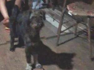 Cachorro raça Shnauzer idade 2 anos nome Preta