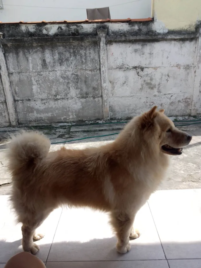 Cachorro ra a Chow Chow idade 6 ou mais anos nome Luke