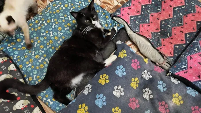 Gato ra a SRD-ViraLata idade 7 a 11 meses nome Brownie bb10meses lindo 