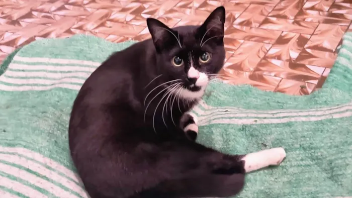 Gato ra a SRD-ViraLata idade 7 a 11 meses nome Brownie bb10meses lindo 